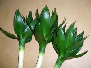 ������Ĺ�Ч������