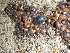 �ر�ɢ���� �ر�ɢ��Ч �ر�ɢ��������