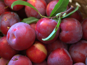 ���ӵ�ҩ�ü�ֵ ���ӵ����ݹ�Ч