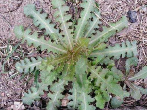 ����ӵĹ�Ч������