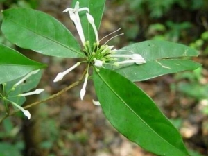 ���ǰ껨�Ĺ�Ч������