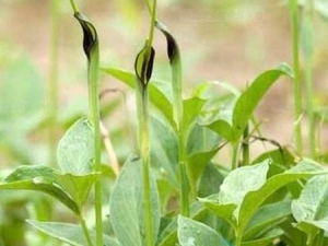 ���ĵĹ�Ч������ ���ĵļ��𷽷�