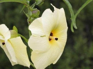 ������Ĺ�Ч�����ü�����