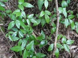 ��Ҷ��Ĺ�Ч�����ü�����