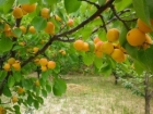 杏子的营养价值 杏子的食用方法