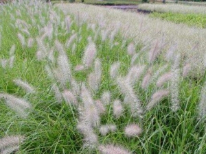 ��β�ݵĹ�Ч������