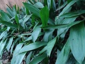 ����Ҷ�Ĺ�Ч������ ����Ҷ�ĸ���