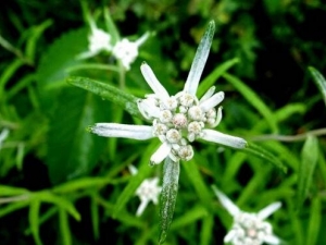 ��ѩ���޲ݵĹ�Ч������