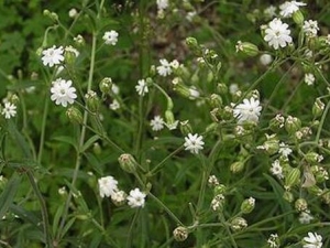 Ů¦�˸��Ĺ�Ч������ �������