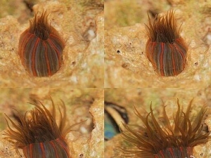 �����������Ĺ�Ч������