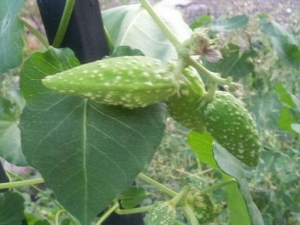 ��ˏ�Ĺ�Ч������ ��ˏ��ҩ������