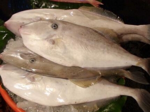 ��Ƥ���Ӫ����ֵ ��Ƥ���ʳ�÷���