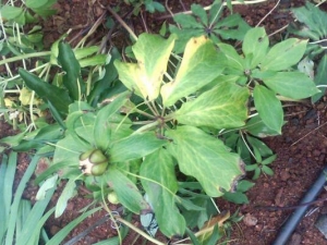 �ᳵǰ�Ĺ�Ч������ �������� ��̵�ⶾ