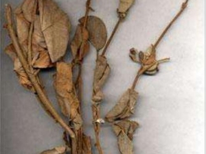 Ѱ�Ƿ�Ĺ�Ч�����ü�����