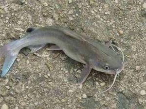 �����Ӫ����ֵ �����ʳ�÷���