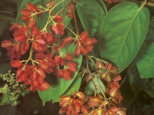 ����ɽ���ĵĹ�Ч������