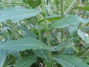 �ⵣ��Ĺ�Ч������