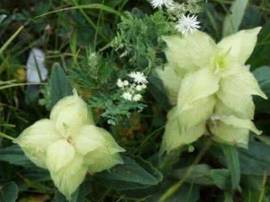 �װ���ǲݵĹ�Ч������