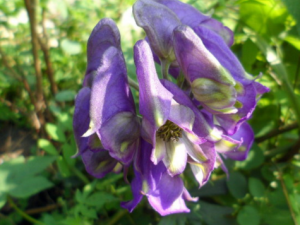 ������ͷ