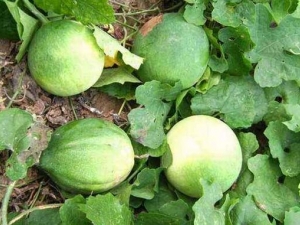 ����Ĺ�Ч������ ����ĸ�����