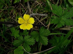 ��Ҷί��˵Ĺ�Ч������ ���Ƚⶾ ɢ��ֹѪ