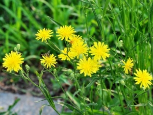 还阳参的功效与作用及禁忌