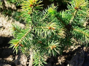 ���������ɵĹ�Ч������ ���������ɵĸ���