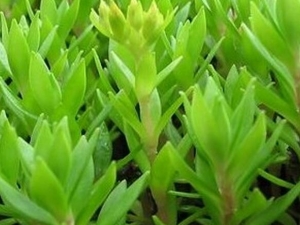 С����ݵĹ�Ч������