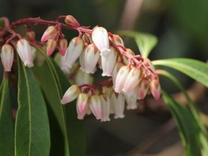 ����ľ�Ĺ�Ч������