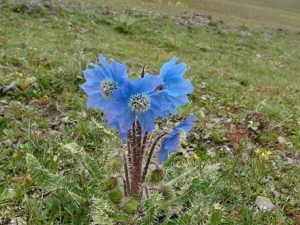 ��״������Ĺ�Ч������ ���Ƚⶾ