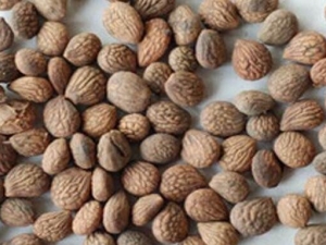 ���巽���� ���巽��Ч ���巽��������