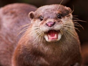 ̡�εĹ�Ч�����ü�����