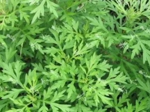 ����ƴ��� ����ƹ�Ч ����Ƹ�������