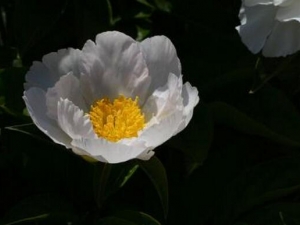 ��ҩ���Ĺ�Ч������