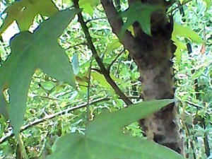 ƸѪѹʲôʳƫ Ѫѹô