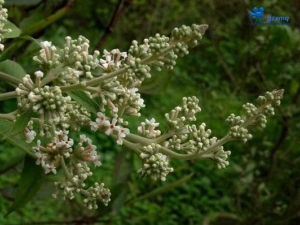 �ɻ�Ƥ�Ĺ�Ч������