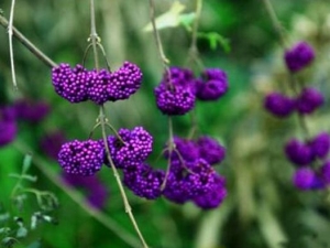 ������Ĺ�Ч������ ������ĸ���