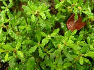 �α��鴦�� �α��鹦Ч �α����������