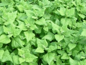 ���ӵĹ�Ч������ ���ӵĸ���