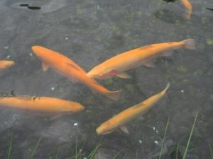 �������Ӫ����ֵ �������ʳ�÷���