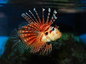 ʨ�����Ӫ����ֵ ʨ�����ʳ�÷���