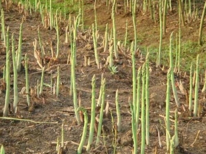 ���Ծ��¹��������� ��ʲô���������