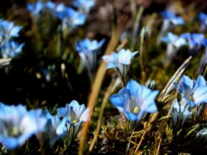 ��ɽ����