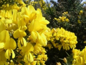 ��ɽ�ƻ���