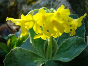 ��ɽ���ڶ�