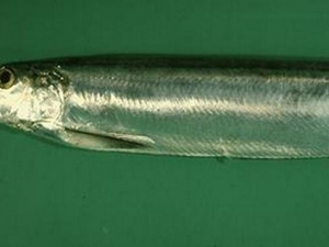 ������Ĺ�Ч��ʳ�÷���