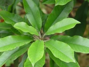 ʯ�Ҷ�Ĺ�Ч�����ü�����