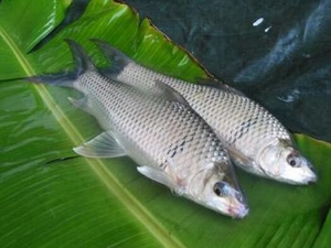 �����Ӫ����ֵ �����ʳ�÷���