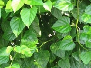 �׷��ٵĹ�Ч������