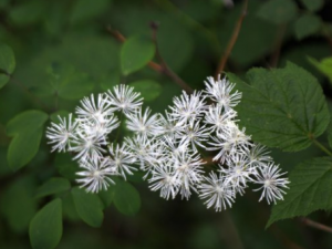 ��ɽ���ɲ�